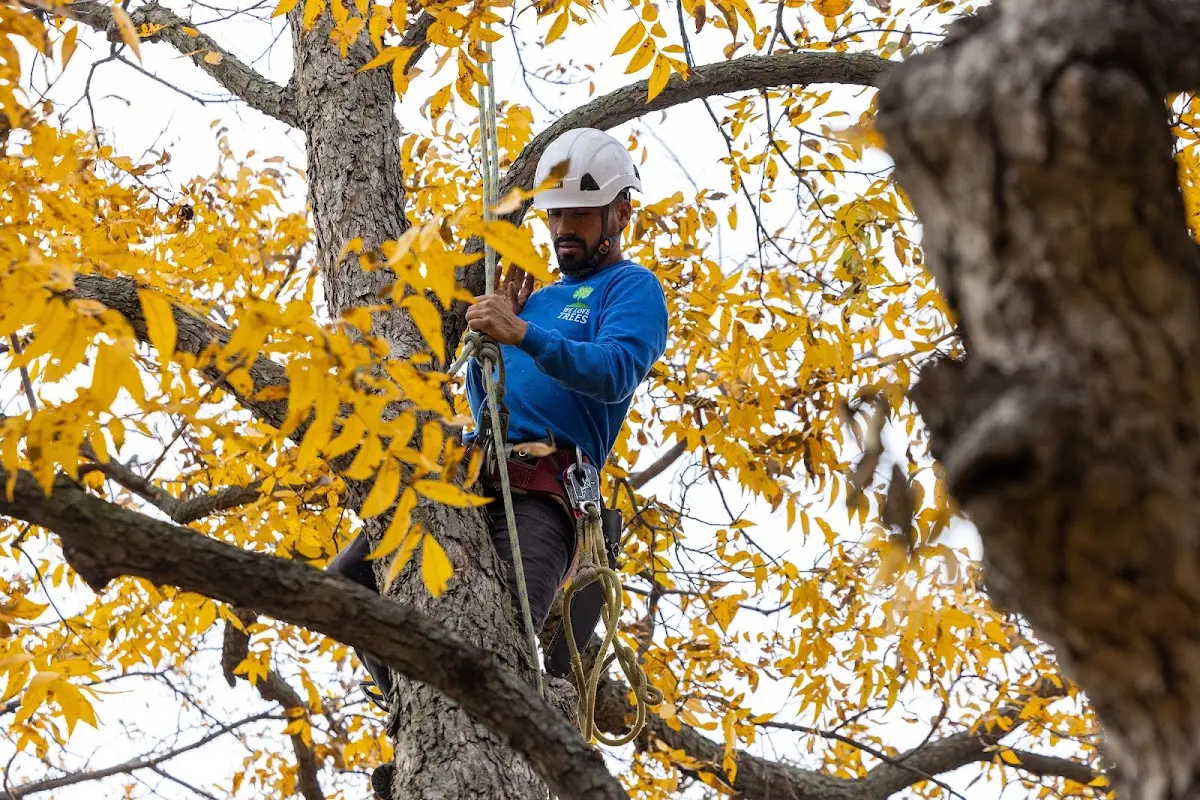 Skilled Tree Pruning crew working in Fillmore